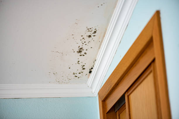 Best Insurance-Related Mold Remediation in Gurdon, AR