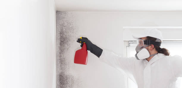 Best Emergency Mold Remediation in Gurdon, AR