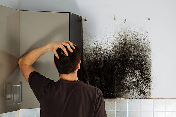 Best Emergency Mold Remediation in Gurdon, AR