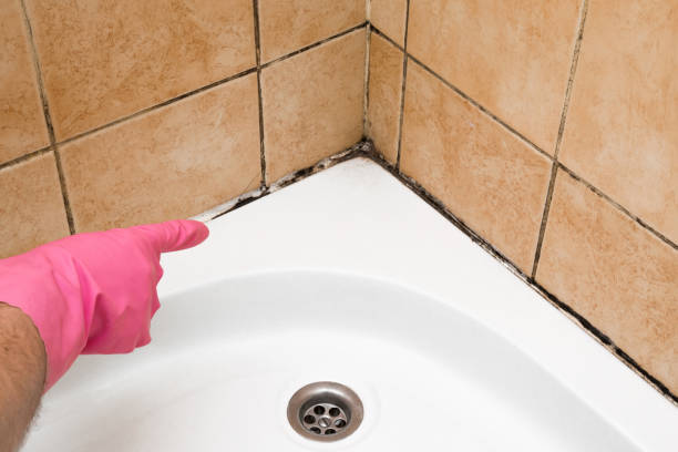 Best Preventive Mold Services in Gurdon, AR